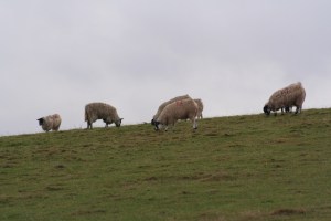 Sheep_2